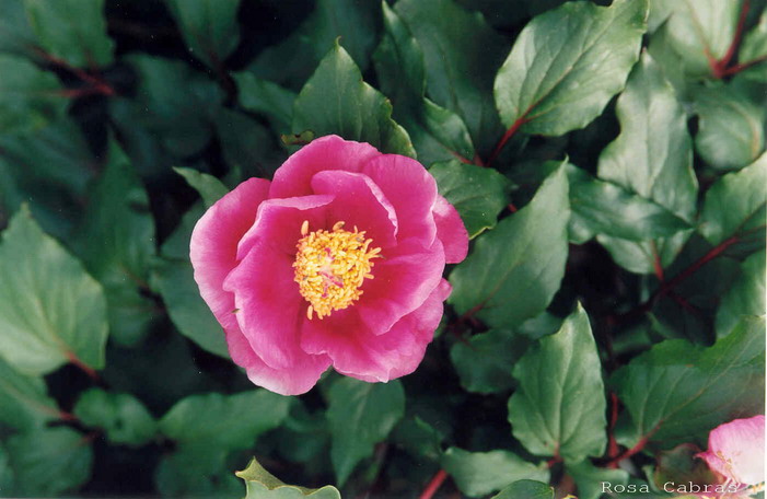 Peonie del Parco del Gennargentu (NU) - Paeonia morisii